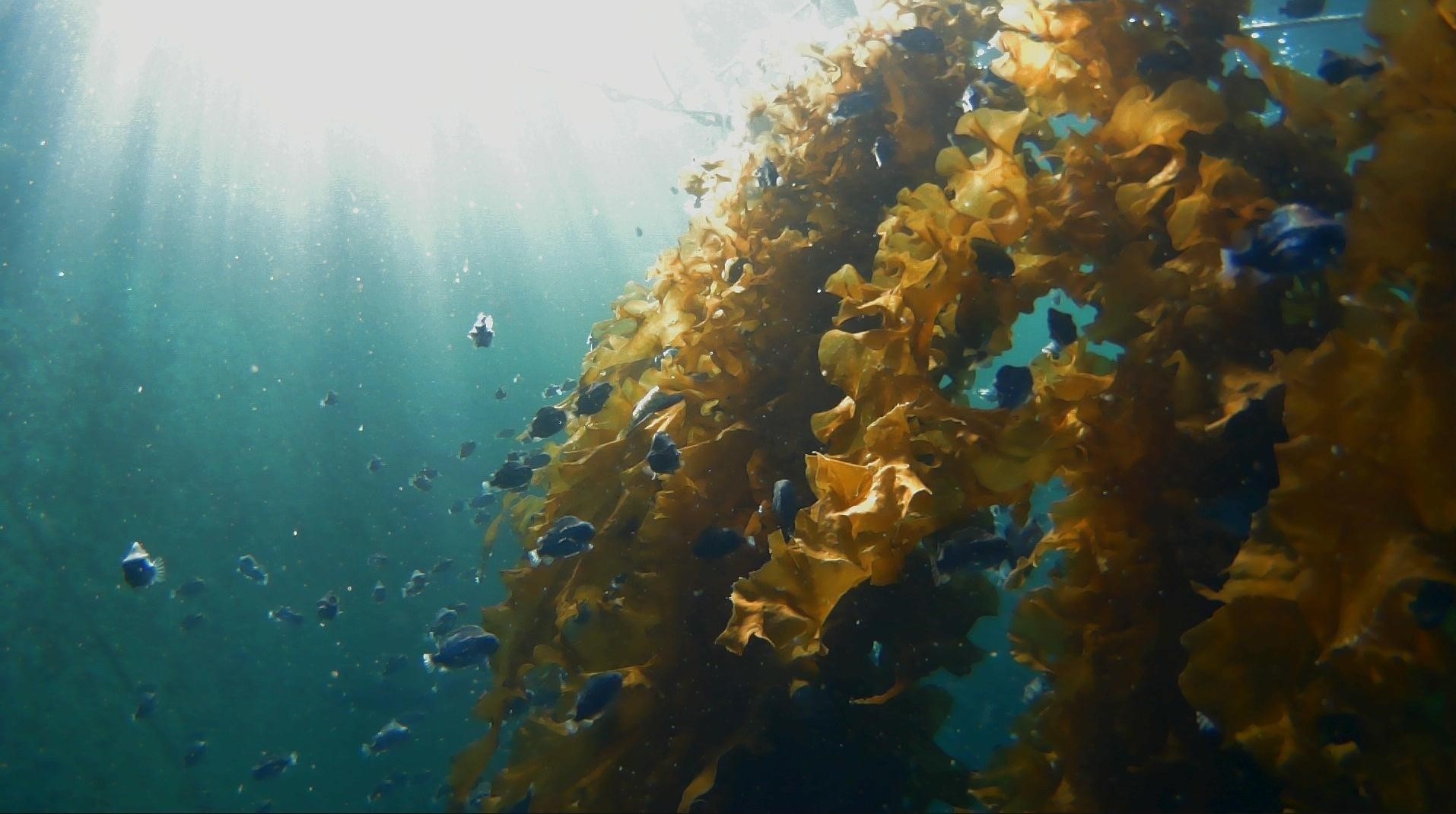 A hand that holds a large piece of sugar kelp. The person wears a blue working suit, and in the backgruound you see the ocean, a mountain and the sky. 